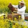 Beekeeper